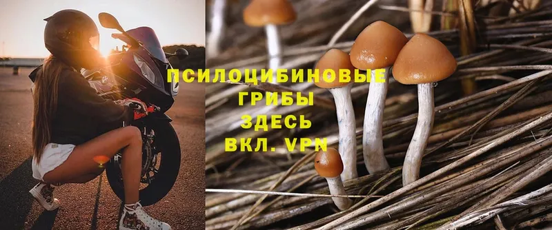 Псилоцибиновые грибы Psilocybe  Уварово 